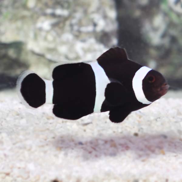Black and White Ocellaris Clownfish (Amphiprion ocellaris)