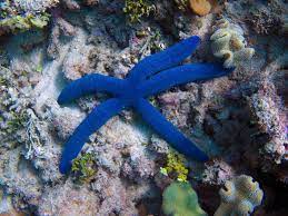 Blue Linckia Star (Linckia laevigata)