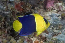 Bicolor Angefish (Centropyge Bicolor)