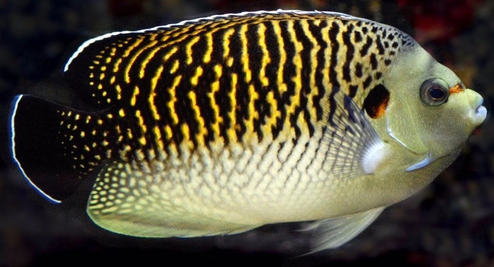 Kingi or Tiger Angelfish (Apolemichthys kingi)