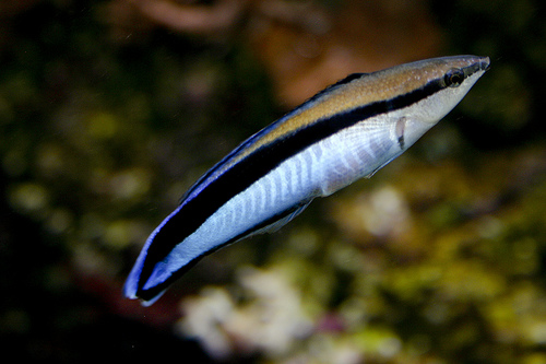 Cleaner Wrasse (Labroides dimidiatus) - Click Image to Close