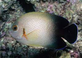 Halfblack Angefish (Centropyge Vrolikki)