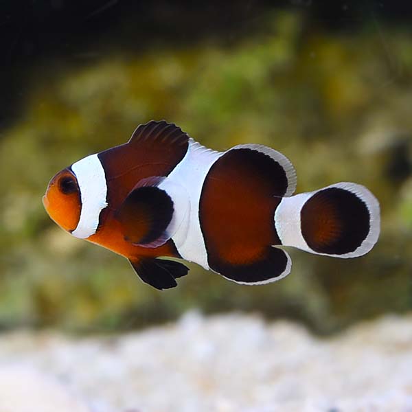 Maine Mocha Clownfish (Amphiprion ocellaris)