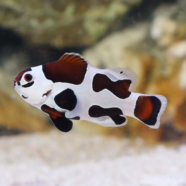 Mocha Storm Clownfish (Amphiprion ocellaris)