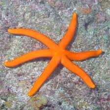 Orange Linckia Star (Linckia sp.)