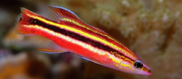 Rainbow Basslet (Liopropoma fasciatus)