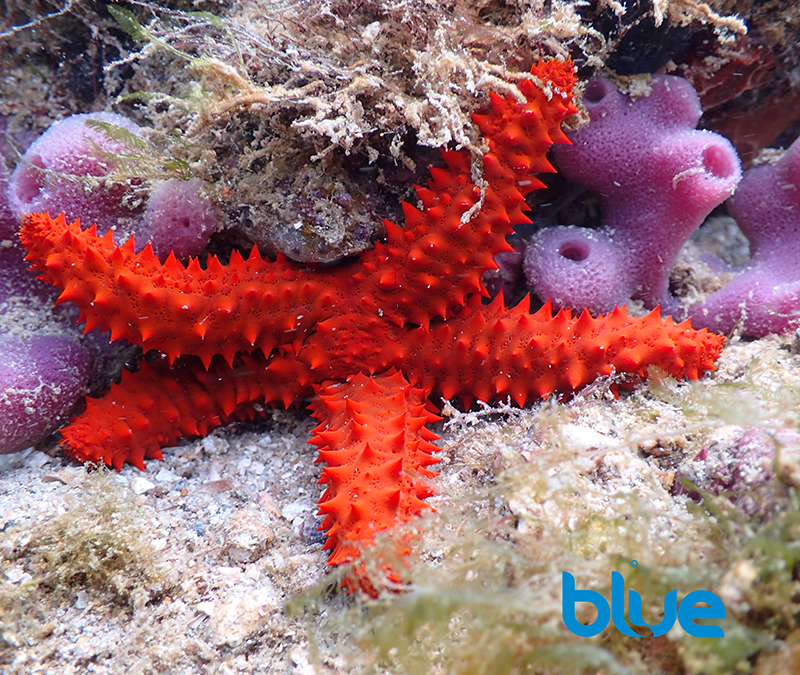 Red Thorny Sea Star (Echanaster echinophorus)