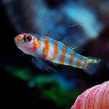 Red Stripe Goby (Trimma cana) - Click Image to Close