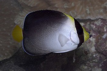 Singapore Angelfish (Chaetodonlopus Mesoleucus)