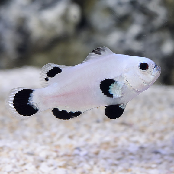 Snow Storm Clownfish (Amphiprion ocellaris var.)
