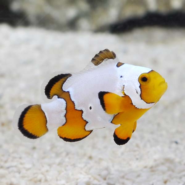 Snowflake Clownfish (Amphiprion ocellaris)
