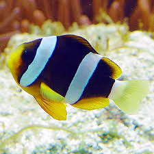 Captive Bread Clarkii Clownfish (Amphiprion clarkii)