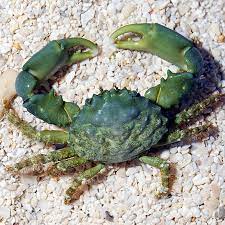 Emerald Crab (Mithraculus sculptus)