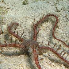 Brittle Sea Star, Knobby Fancy (Ophiomastix annulosa)