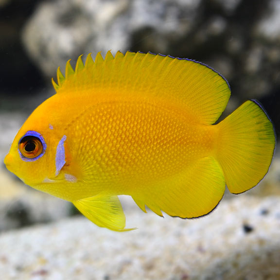 Lemonpeel Angelfish (Centropyge flavissima) [DUPLICATE]