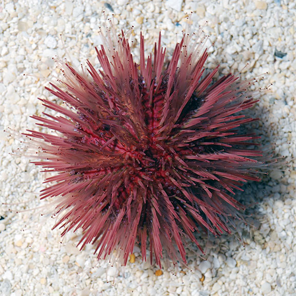 Pincushion Urchin (Lytechinus variegatus)