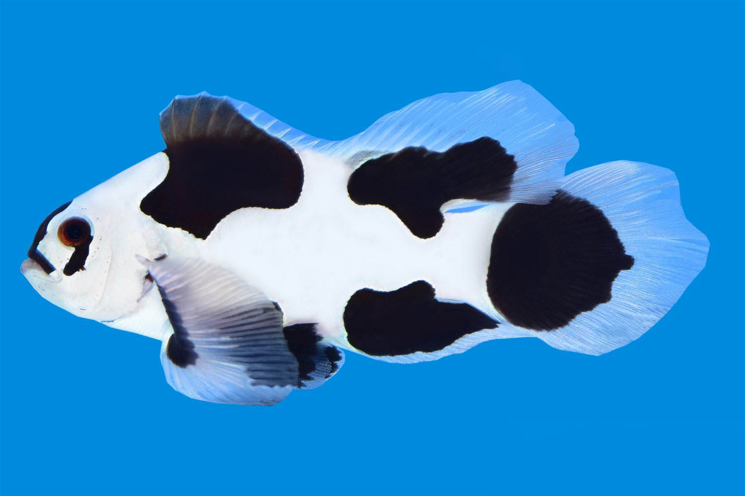 Black/Snow Storm Longfin Clownfish (Amphiprion ocellaris) - Click Image to Close
