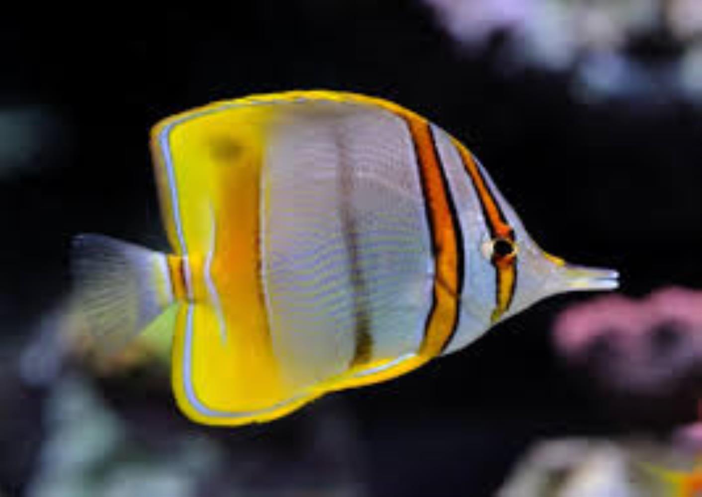 Margined Coralfish (Chelmon marginalis)